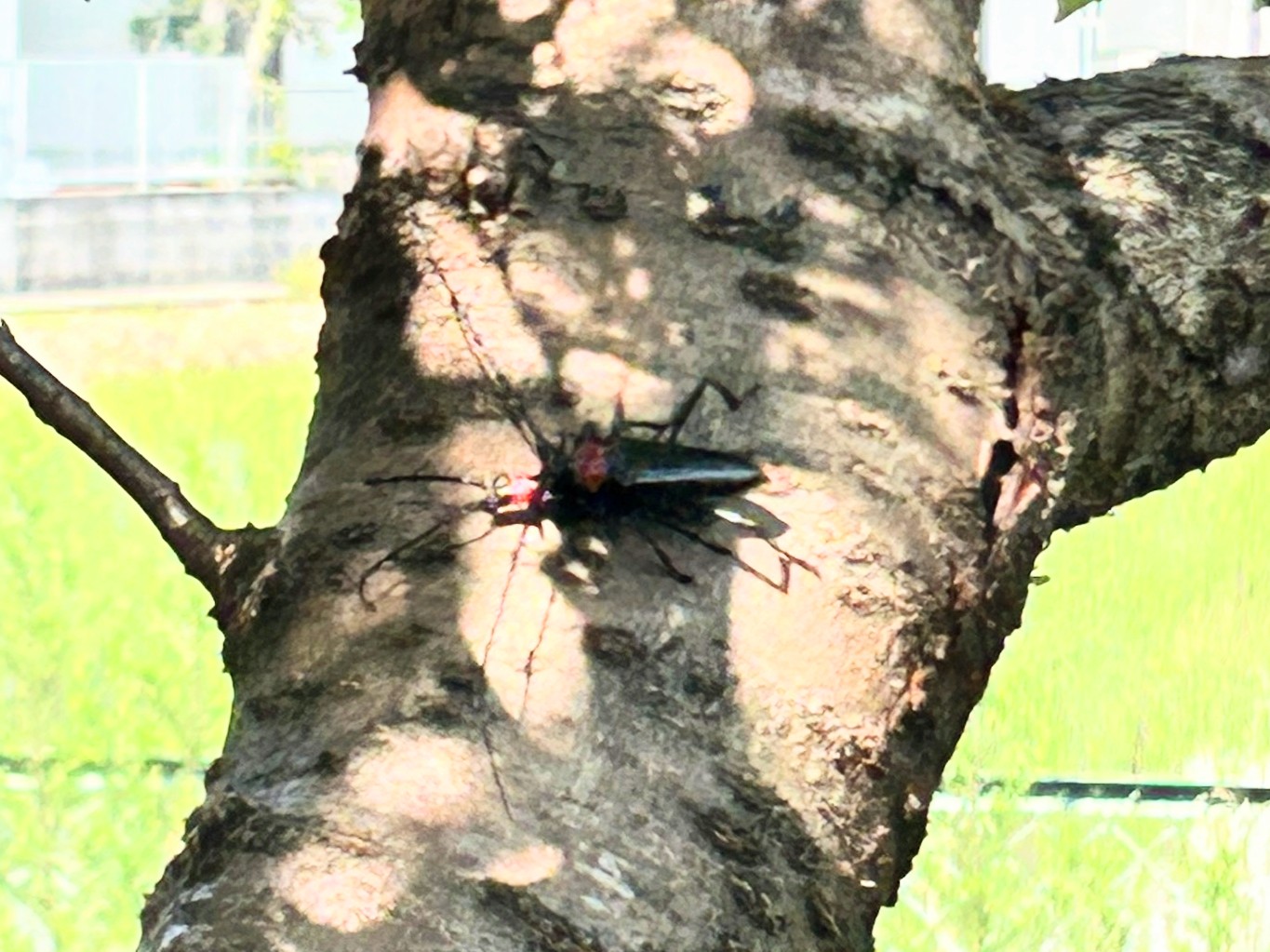 クビアカツヤカミキリの成虫